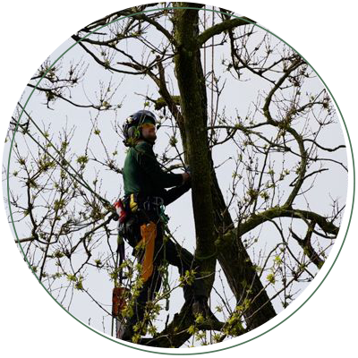 A man is climbing a tree with a helmet on.