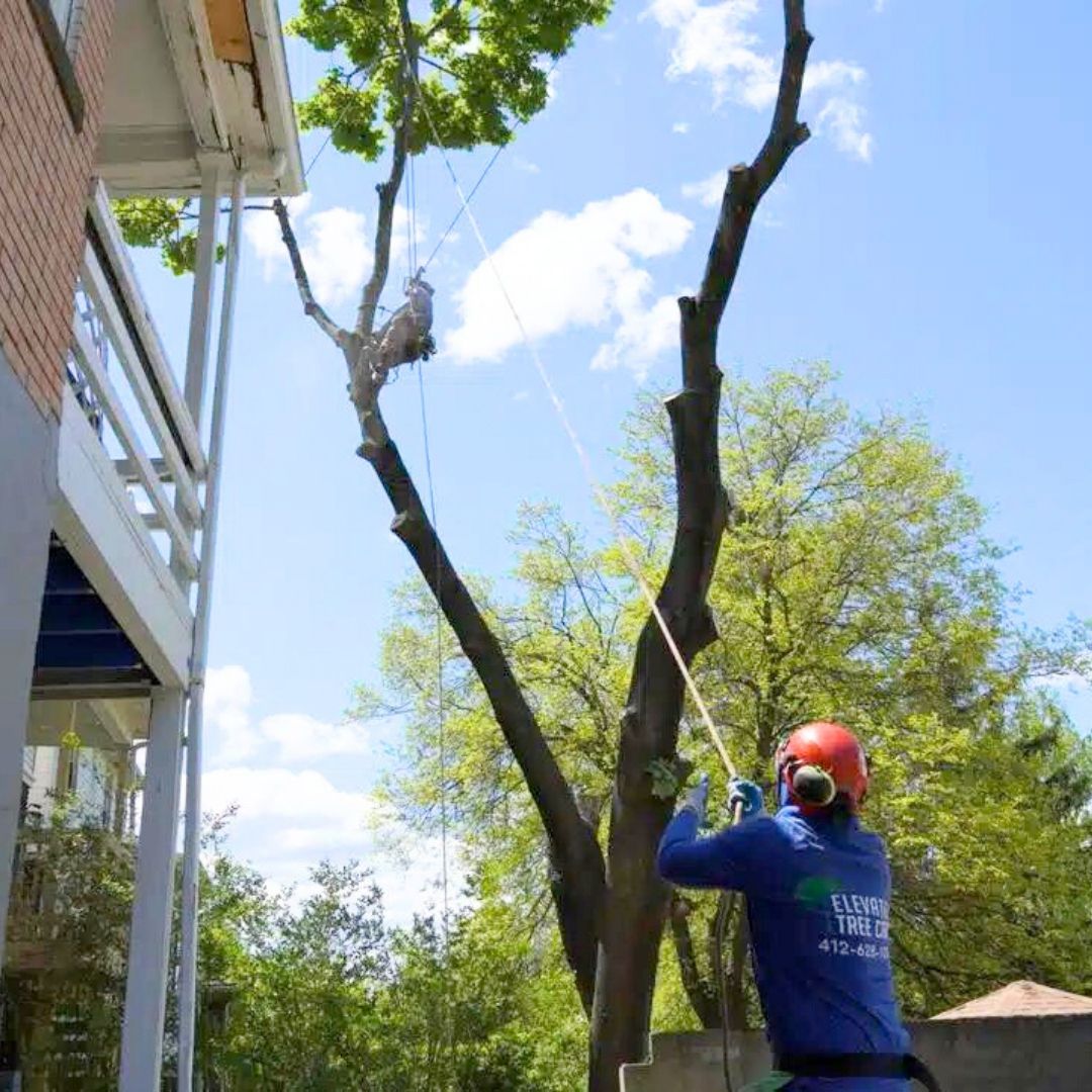 tree trimming