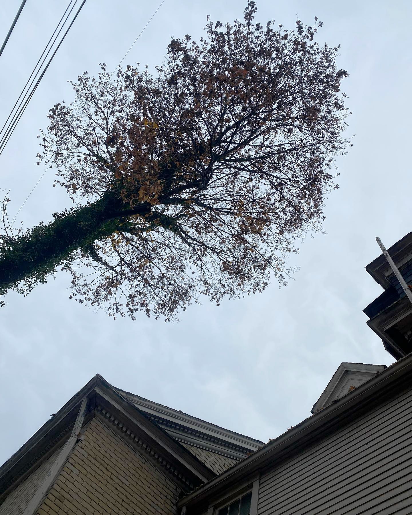 A tree that has fallen on top of a building