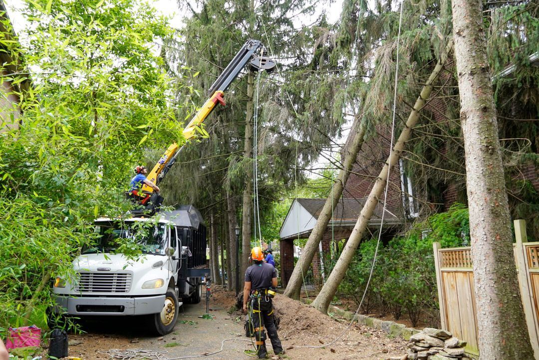 A crane is lifting a tree in front of a house.