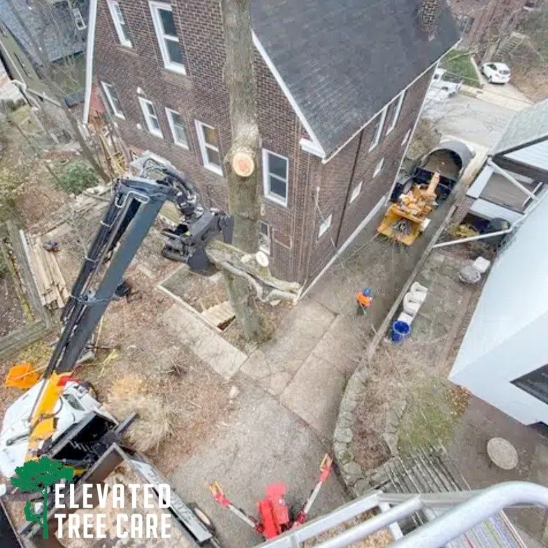 An aerial view of a tree being removed from a building.