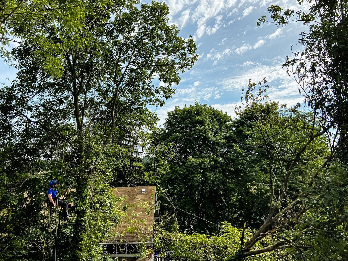 A man is cutting a tree in front of a house.