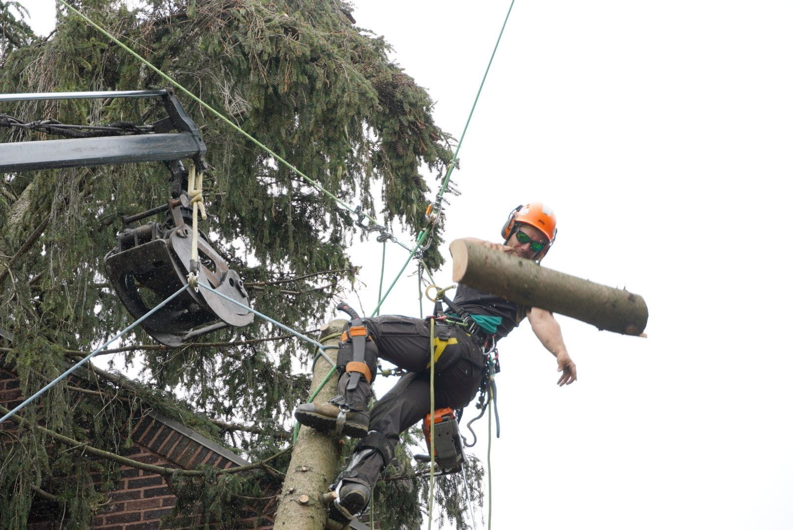 A man is cutting down a tree with a chainsaw.