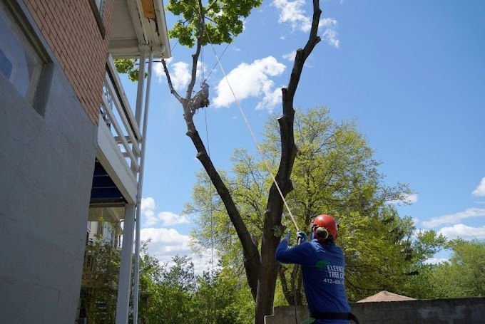 A man is cutting down a tree in front of a building.