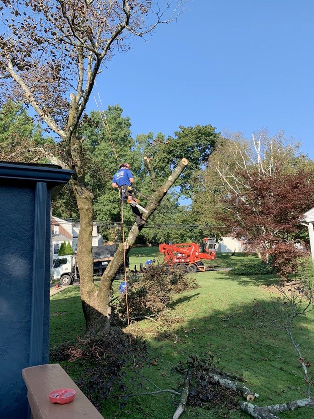 A man is climbing a tree in a backyard.
