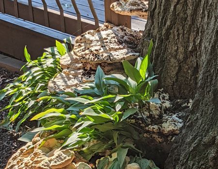 A tree trunk with mushrooms and plants growing on it