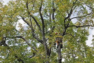 A man is climbing a tree with a chainsaw.