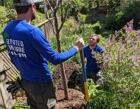 Two men are planting a tree in a garden.