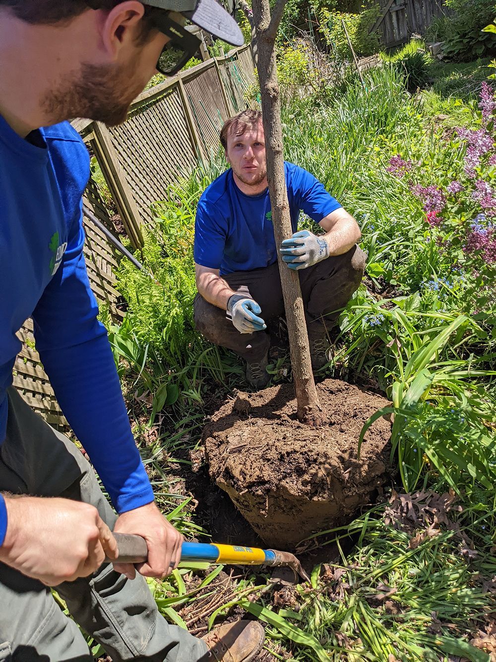 Two men are planting a tree in a garden