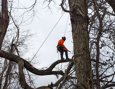 A man is sitting on a branch of a tree.