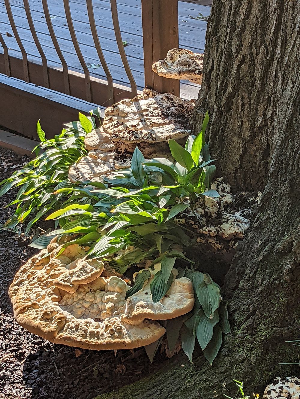 A tree with a lot of mushrooms growing on it