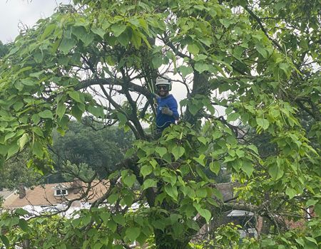 A man is climbing a tree with a chainsaw.