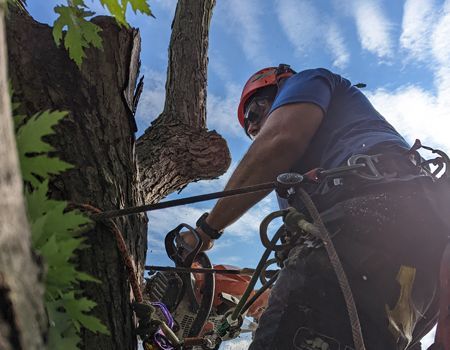 A man wearing a helmet is climbing a tree.