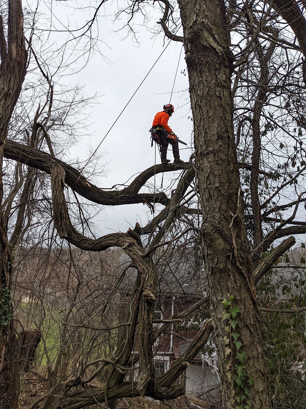 A man is climbing a tree with a chainsaw.