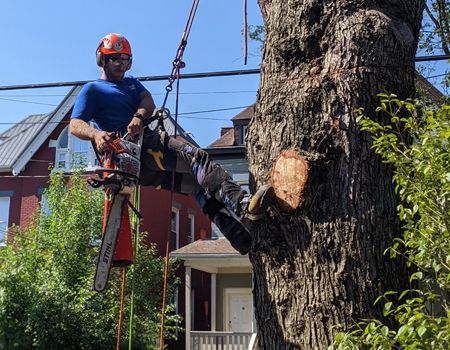 A man is climbing a tree with a chainsaw.