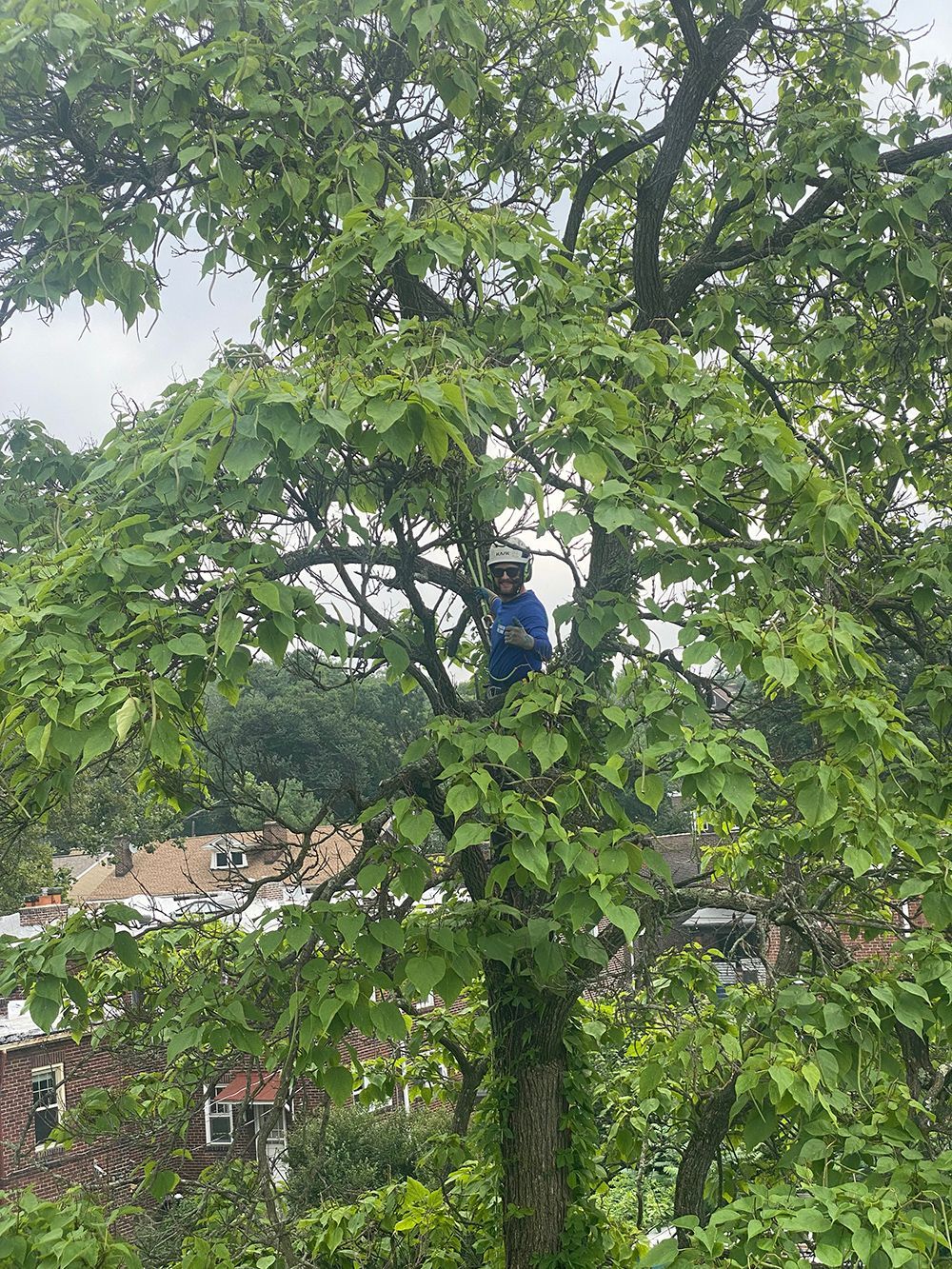 A man is sitting on top of a tree.