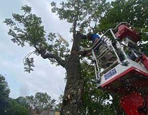 A man is cutting a tree from a crane.