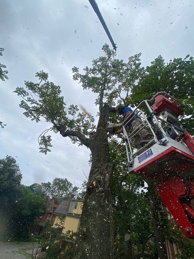 A man is cutting a tree with a crane.