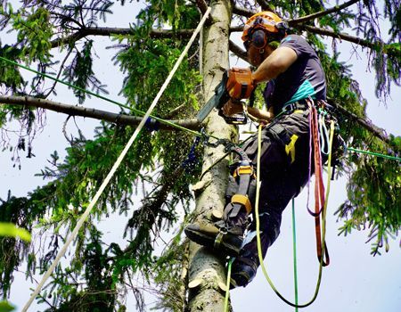 A man is cutting a tree branch with a chainsaw.