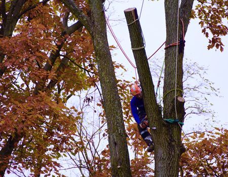 A man is climbing a tree with a chainsaw.