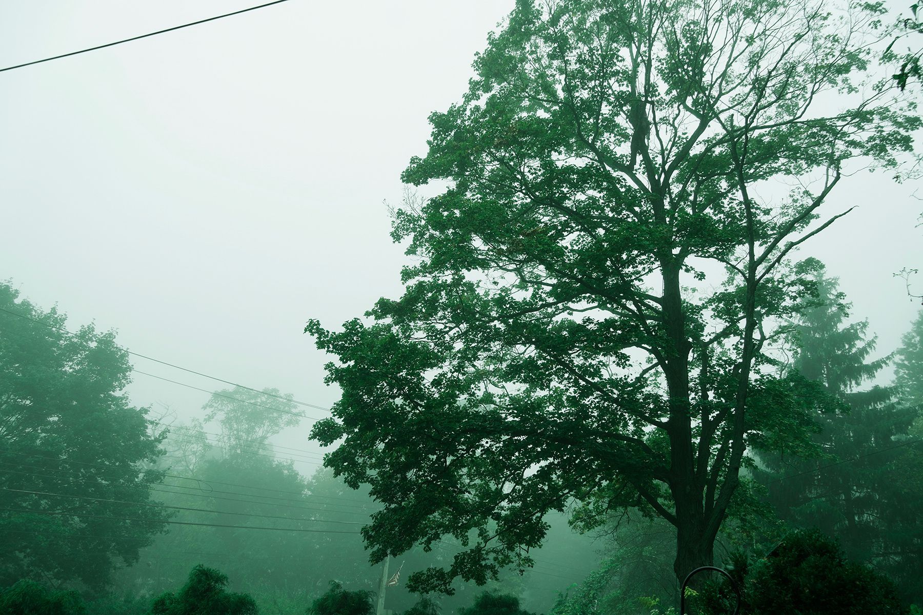 A foggy forest with a tree in the foreground