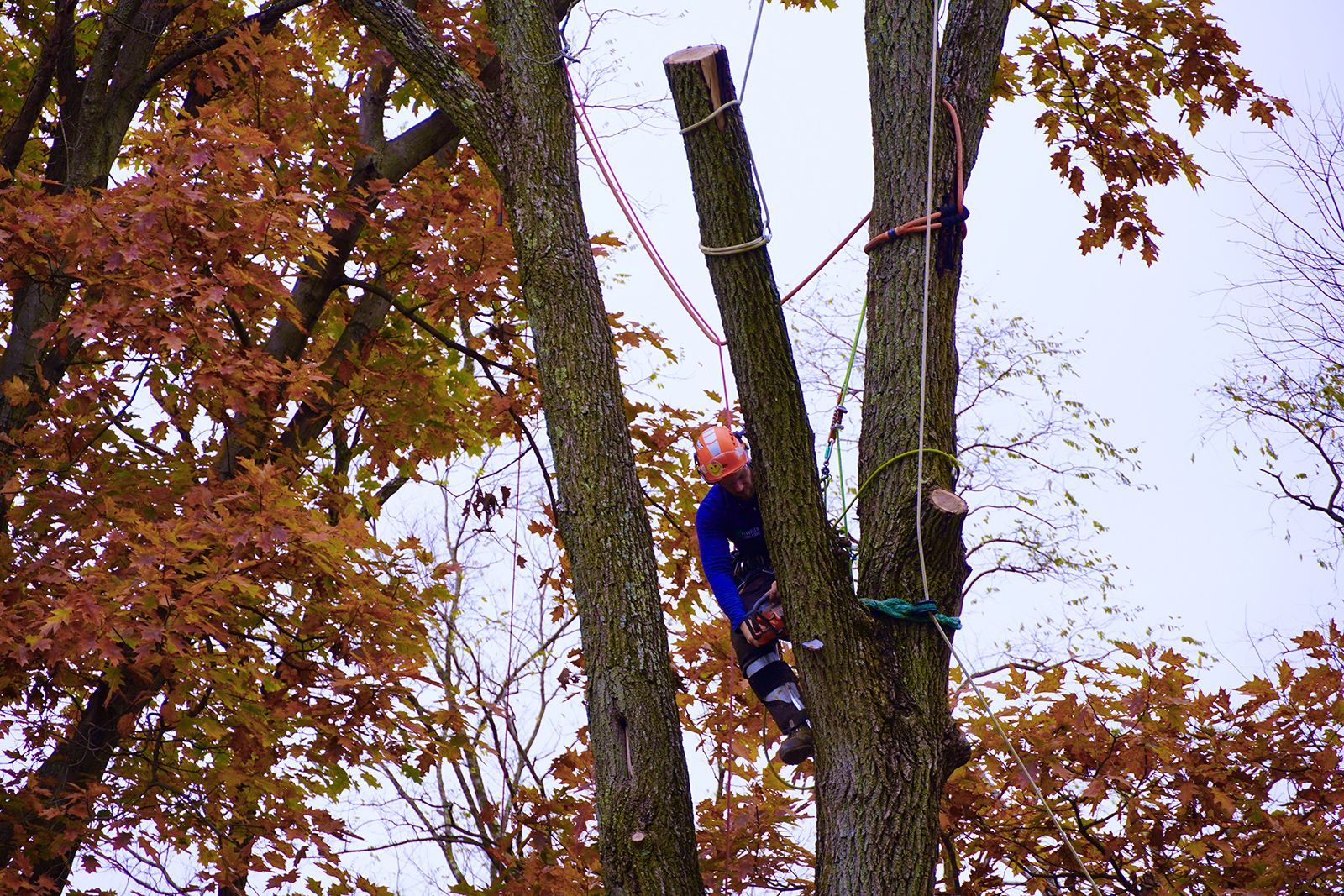 A man is climbing a tree with a rope around his neck