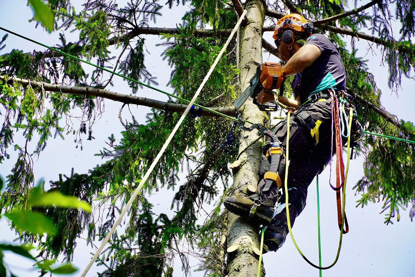 A man is climbing a tree with a chainsaw.