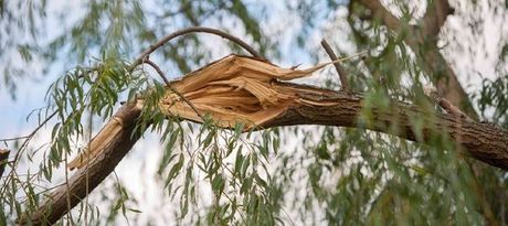 A tree with a broken branch in the wind.