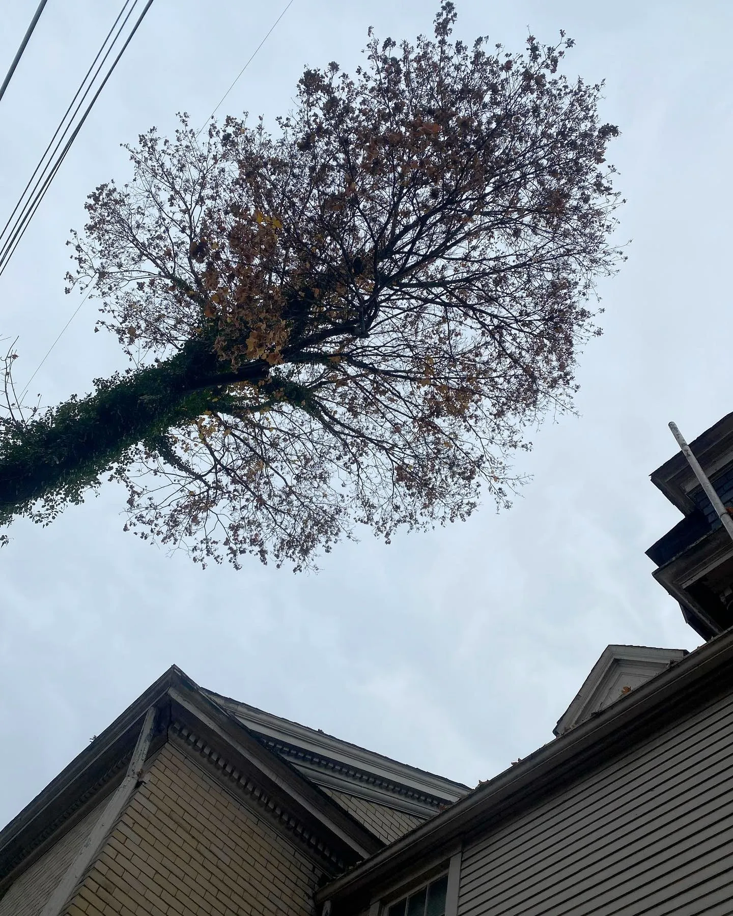 Tall tree with sparse brown leaves above rooftops against an overcast sky