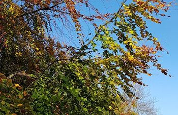 A tree with lots of leaves against a blue sky