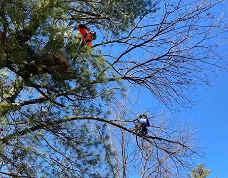 Two people in harnesses trimming branches in a tall tree against a blue sky.