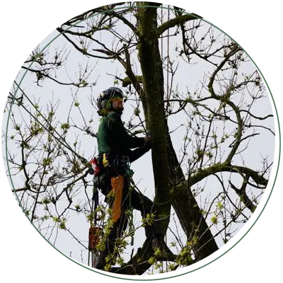 A man is climbing a tree with a chainsaw.