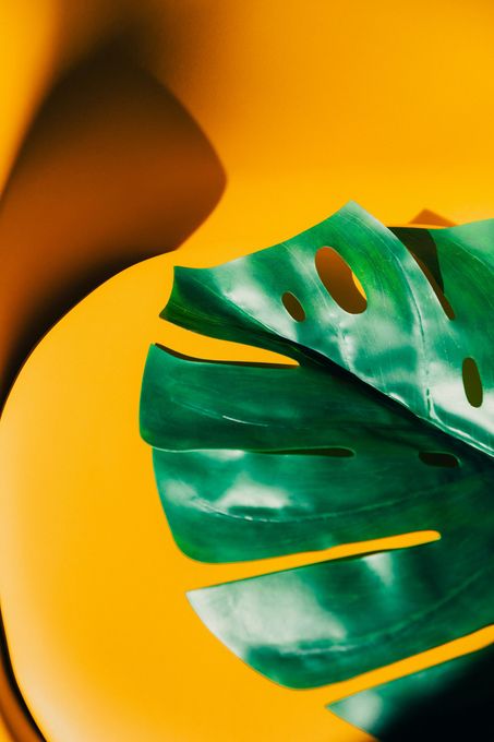Green monstera leaf against a bright yellow, wavy background.