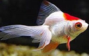 White and gold fish