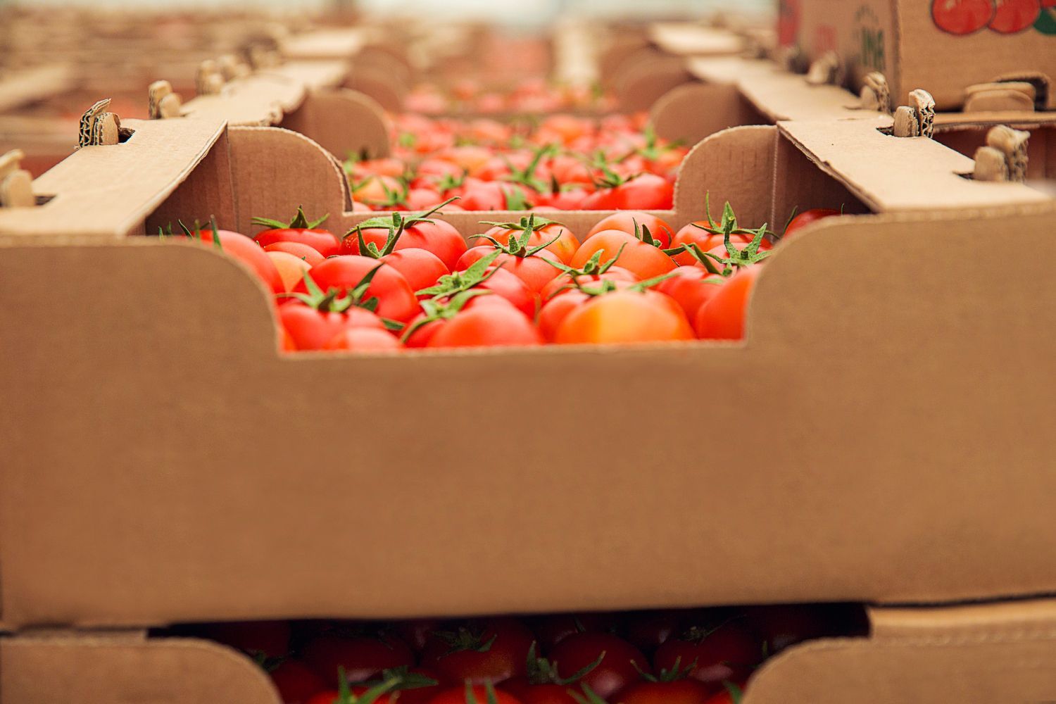 bandejas de almacenamiento Cajas de cartón llenas de tomates rojos, listas para transportar. Filas de cajas se extienden a lo lejos, sugiriendo una planta de cosecha o empaque.