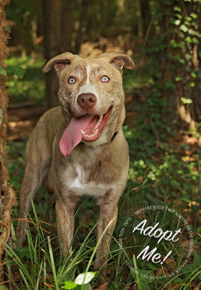 Cassanova a husky pitbull mix dog up for adoption through the Humane Society of Northeast Georgia poses for his Glamour Tails adoption session standing in the grass with his tongue hanging out.