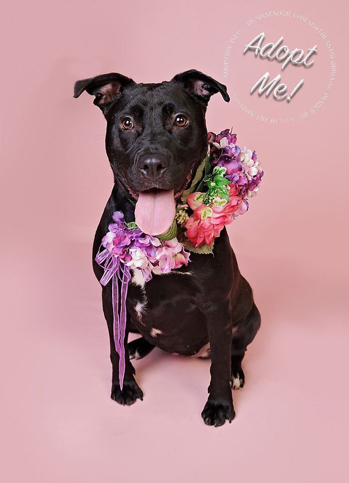 Adoptable pets glamor photos taken at Heart Spot