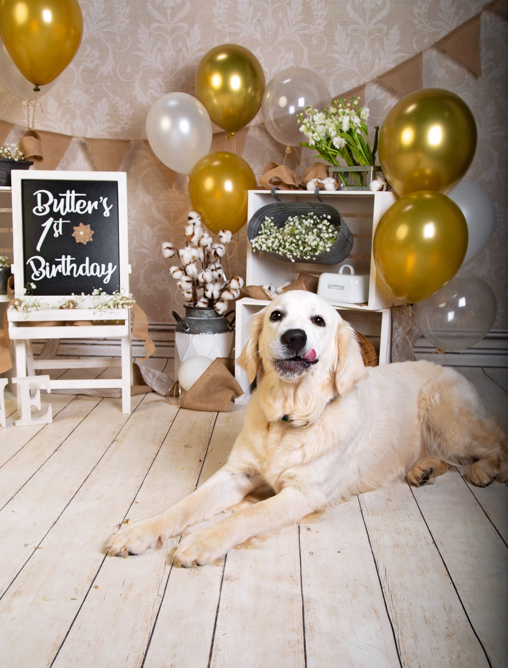 A dog is laying on the floor in front of a sign that says Butter's 1st Birthday!