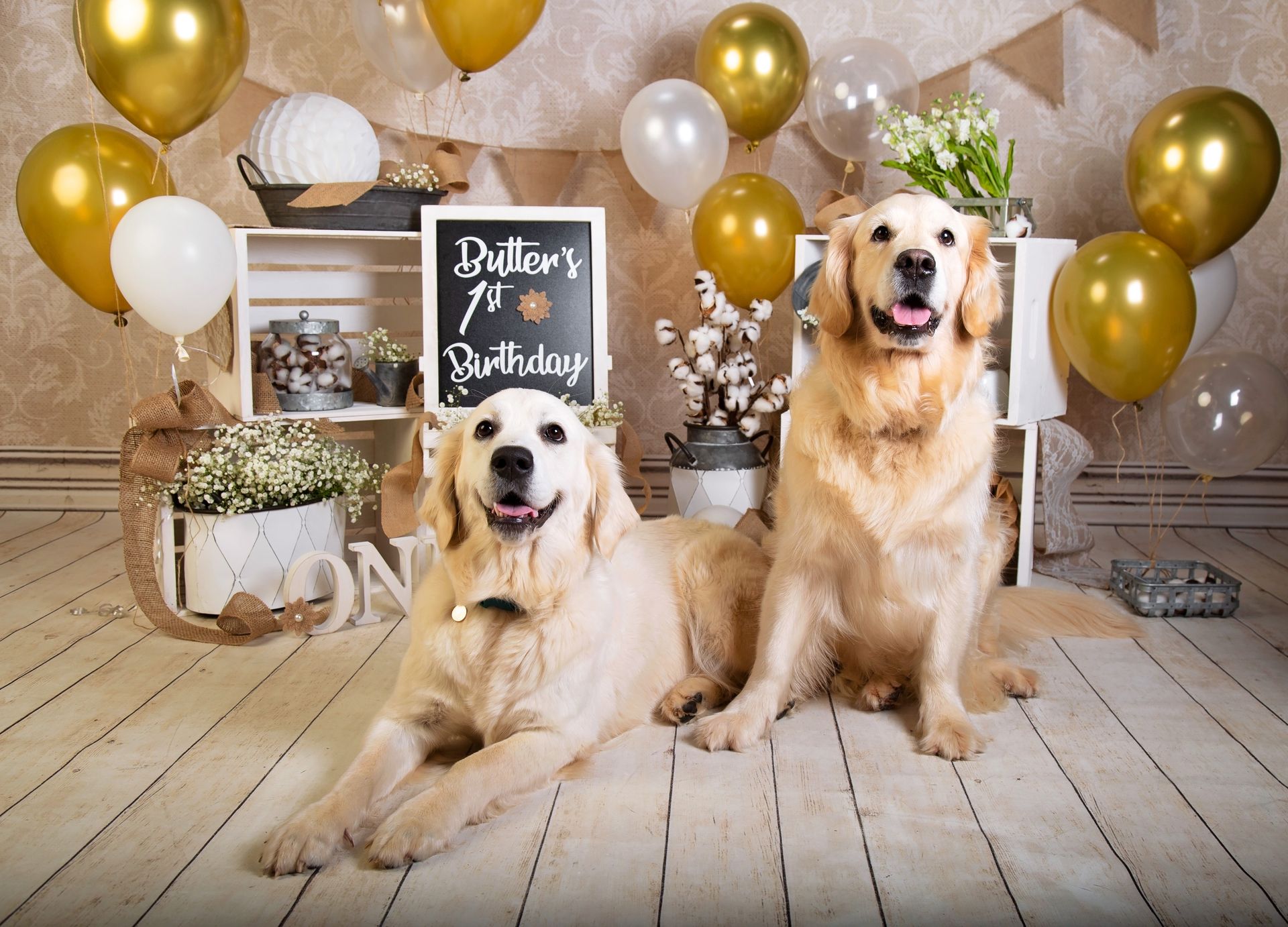 Two dogs are sitting next to each other in front of balloons.