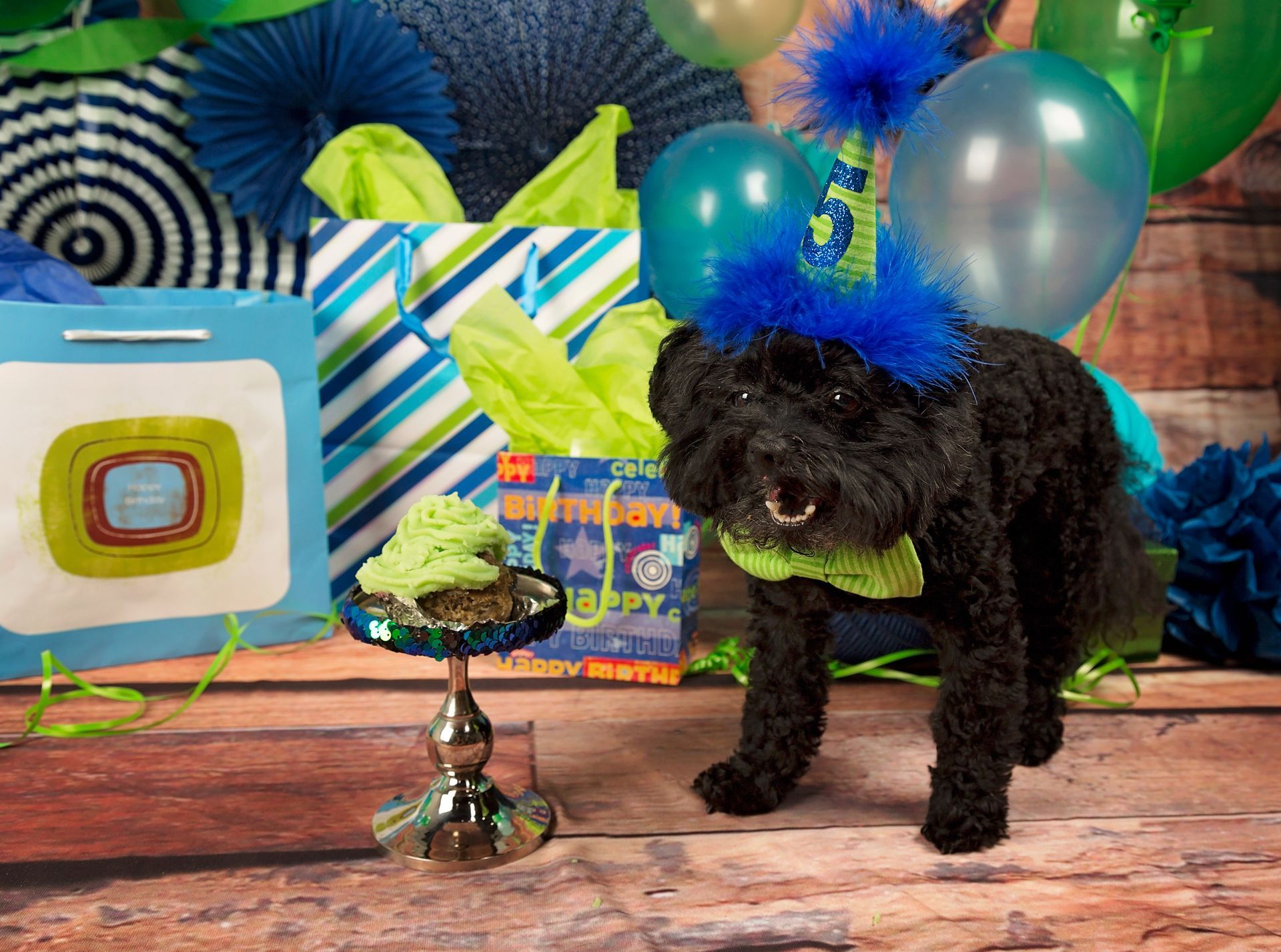 A black dog wearing a blue birthday hat is standing in front of balloons and presents.