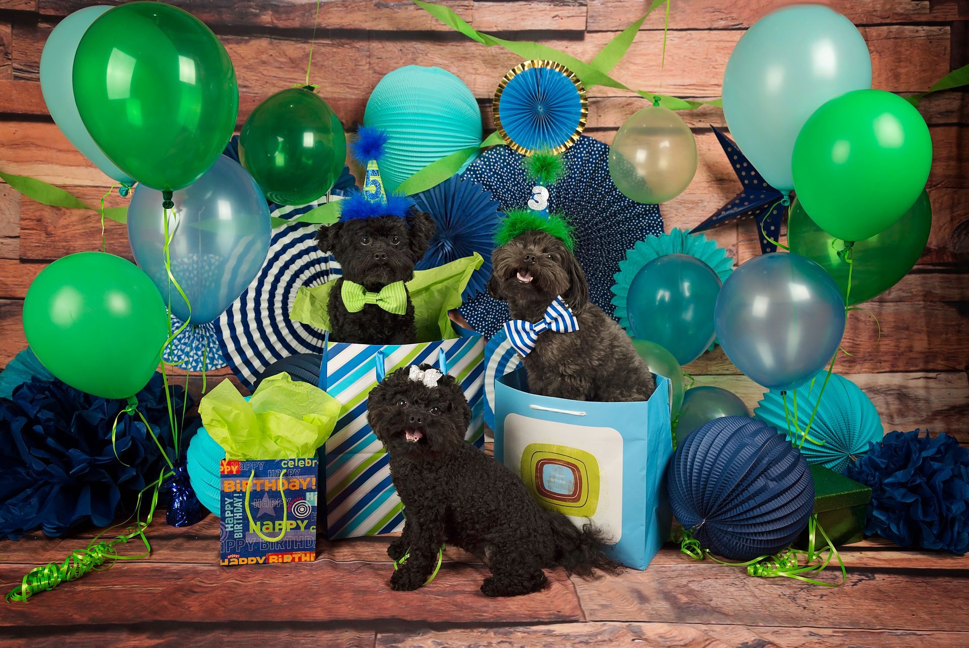 Two dogs are sitting in front of balloons and birthday gifts.