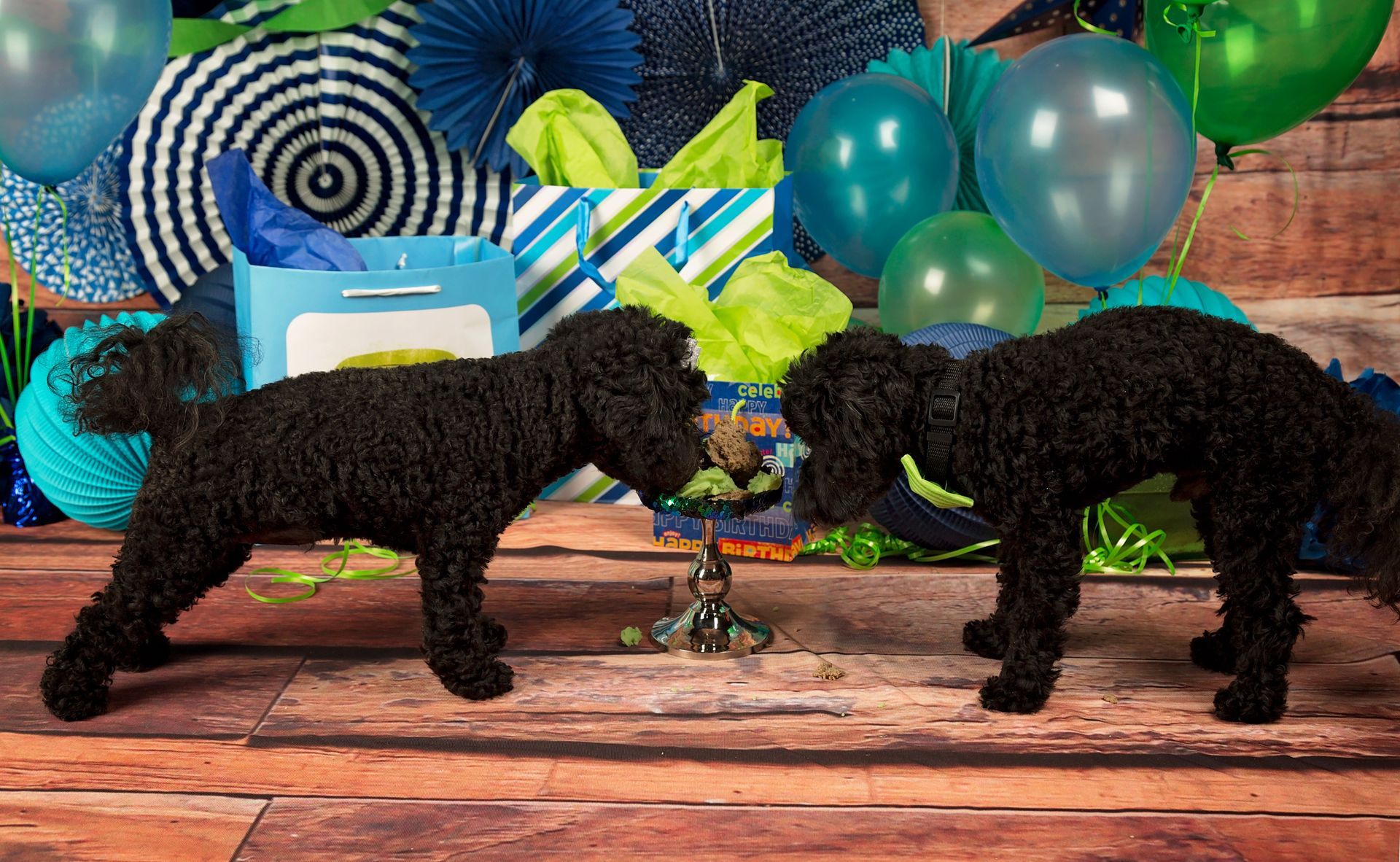 Two black dogs are standing next to each other sharing a meat and mashed potato cake on a wooden table.