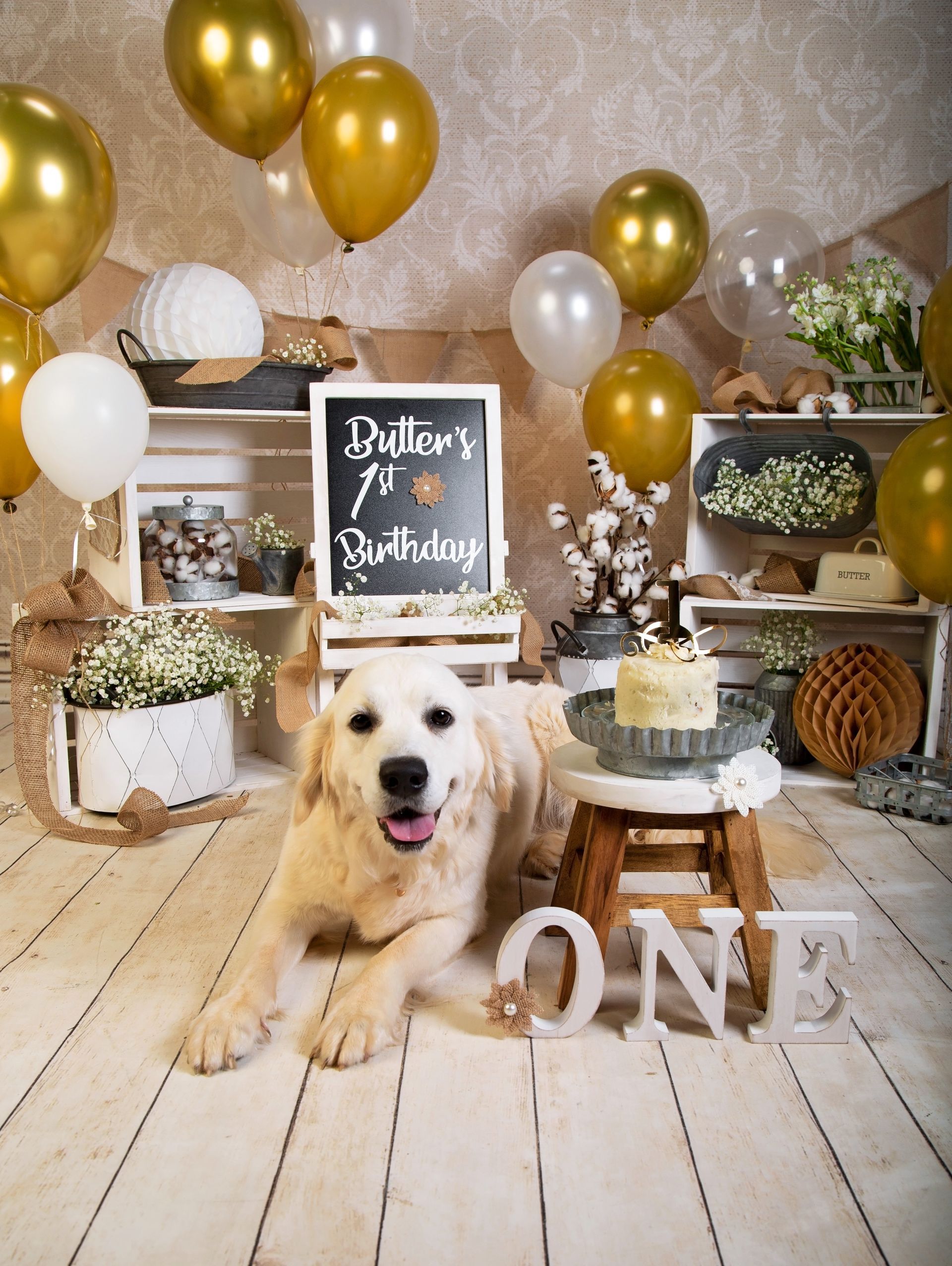 A dog is laying on the floor next to a cake and balloons to celebrate her first birthday.