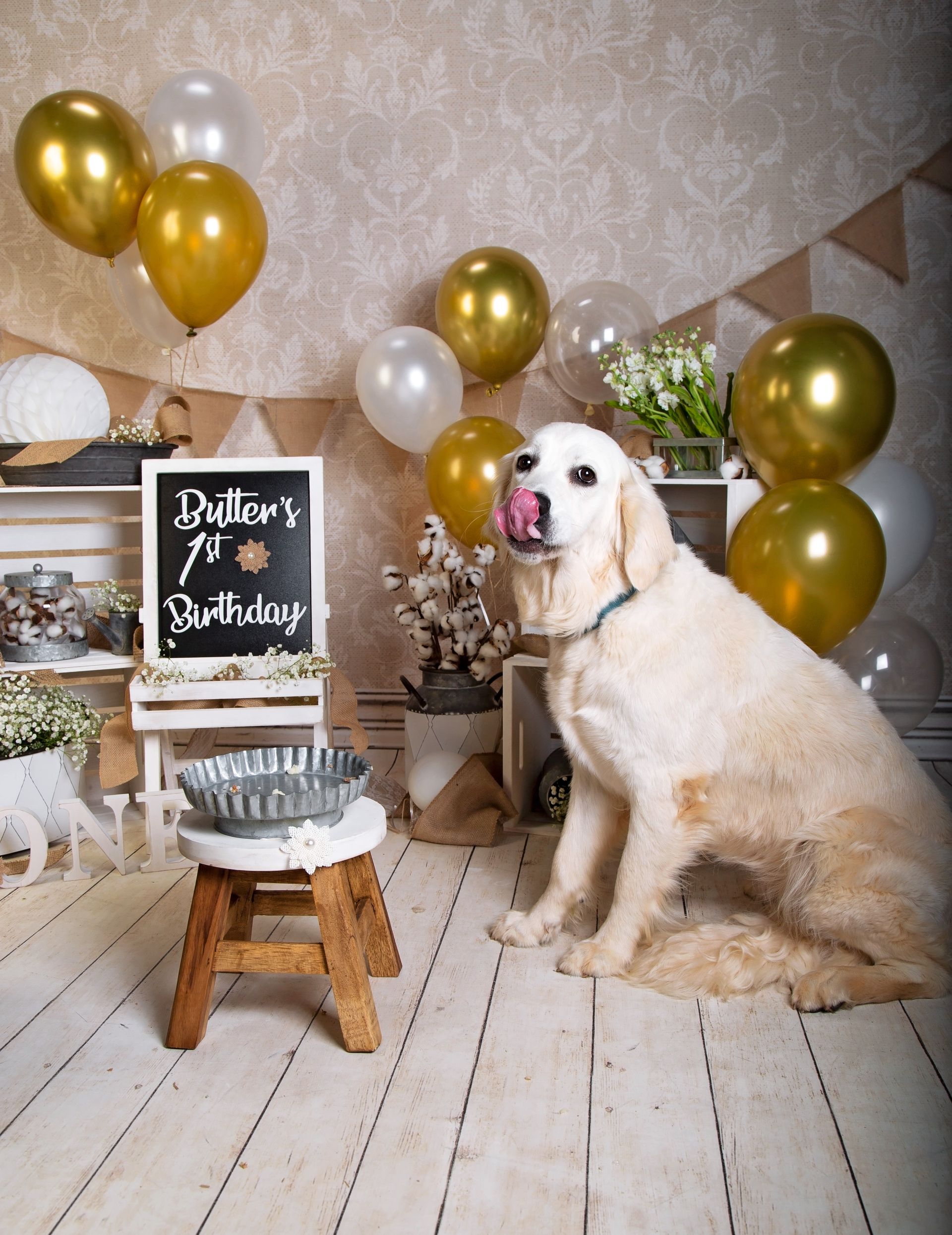 A dog is sitting in a room with balloons and a chalkboard.
