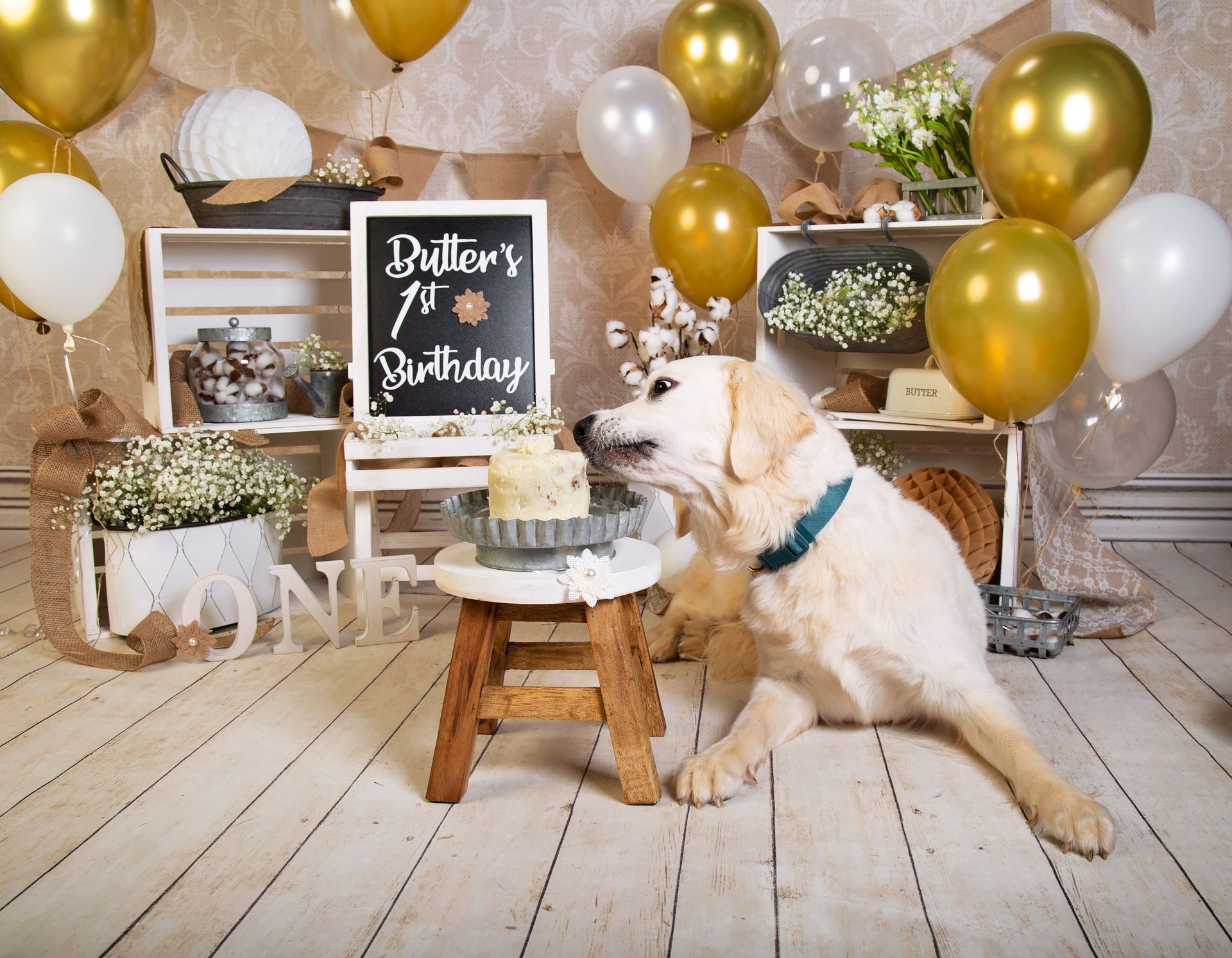A dog is sitting on a stool in front of a birthday cake.