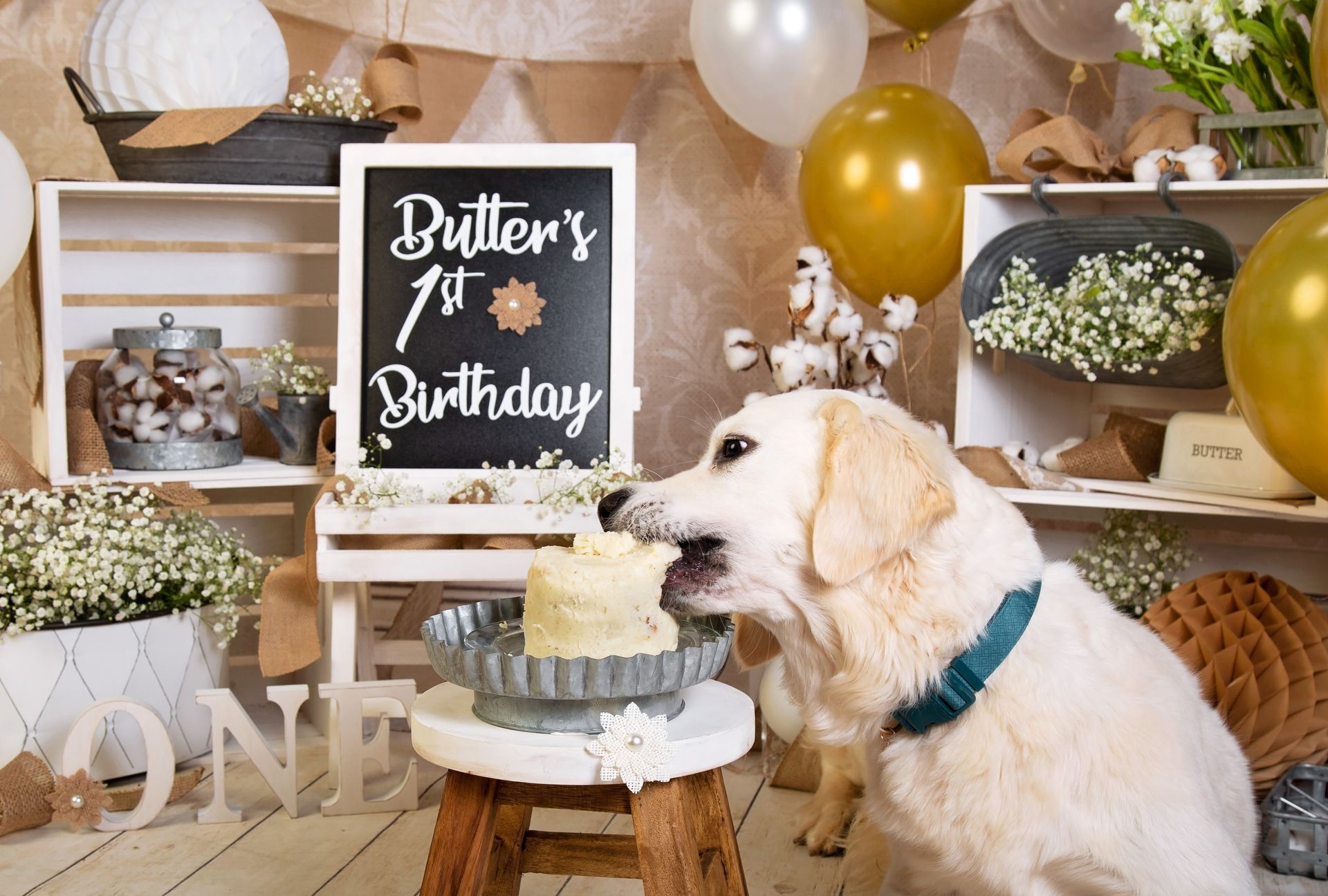 A dog is eating a meat and mashed potato birthday cake on a stool to celebrate her first birthday.