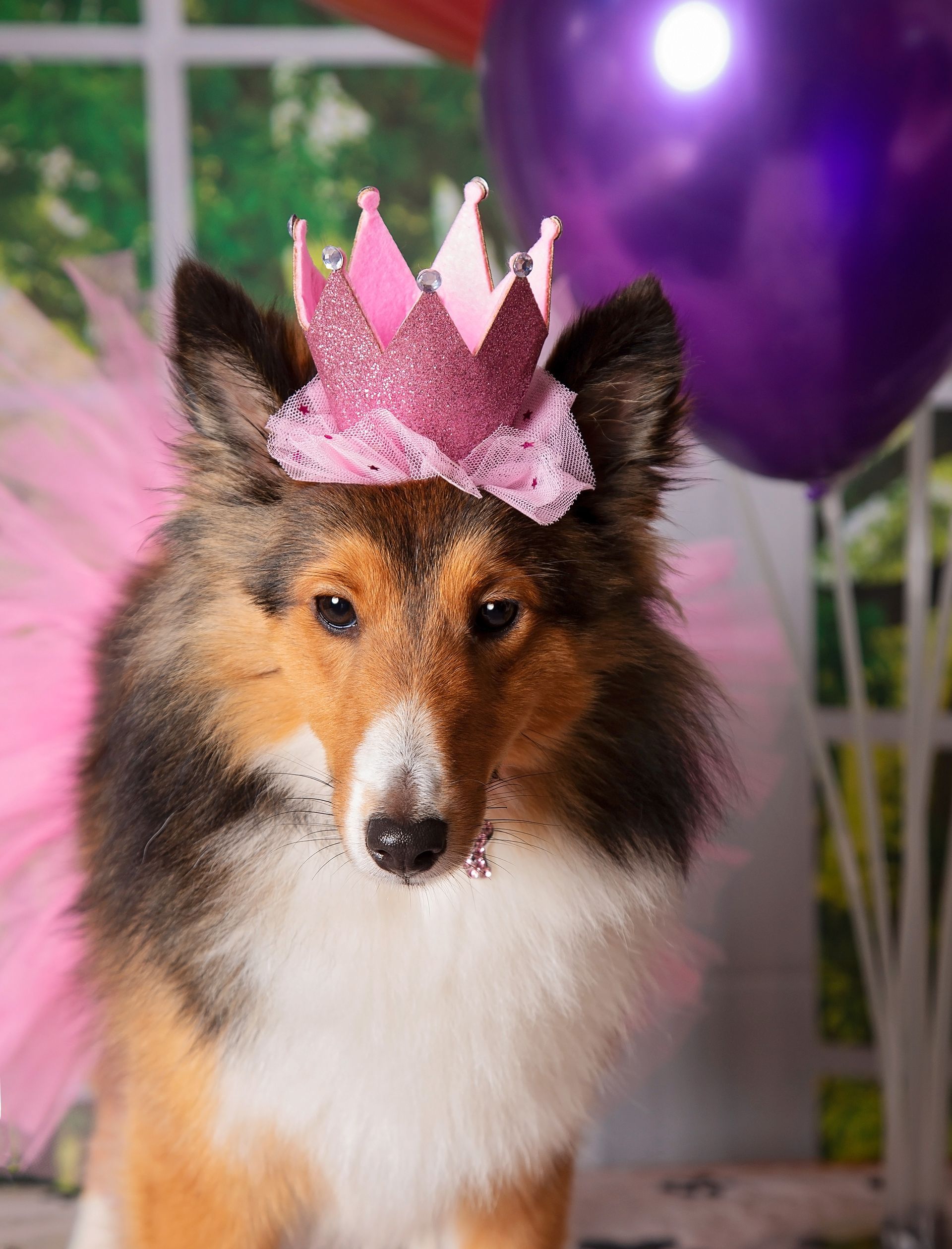 A Border Collie wearing a pink crown and a pink tutu.