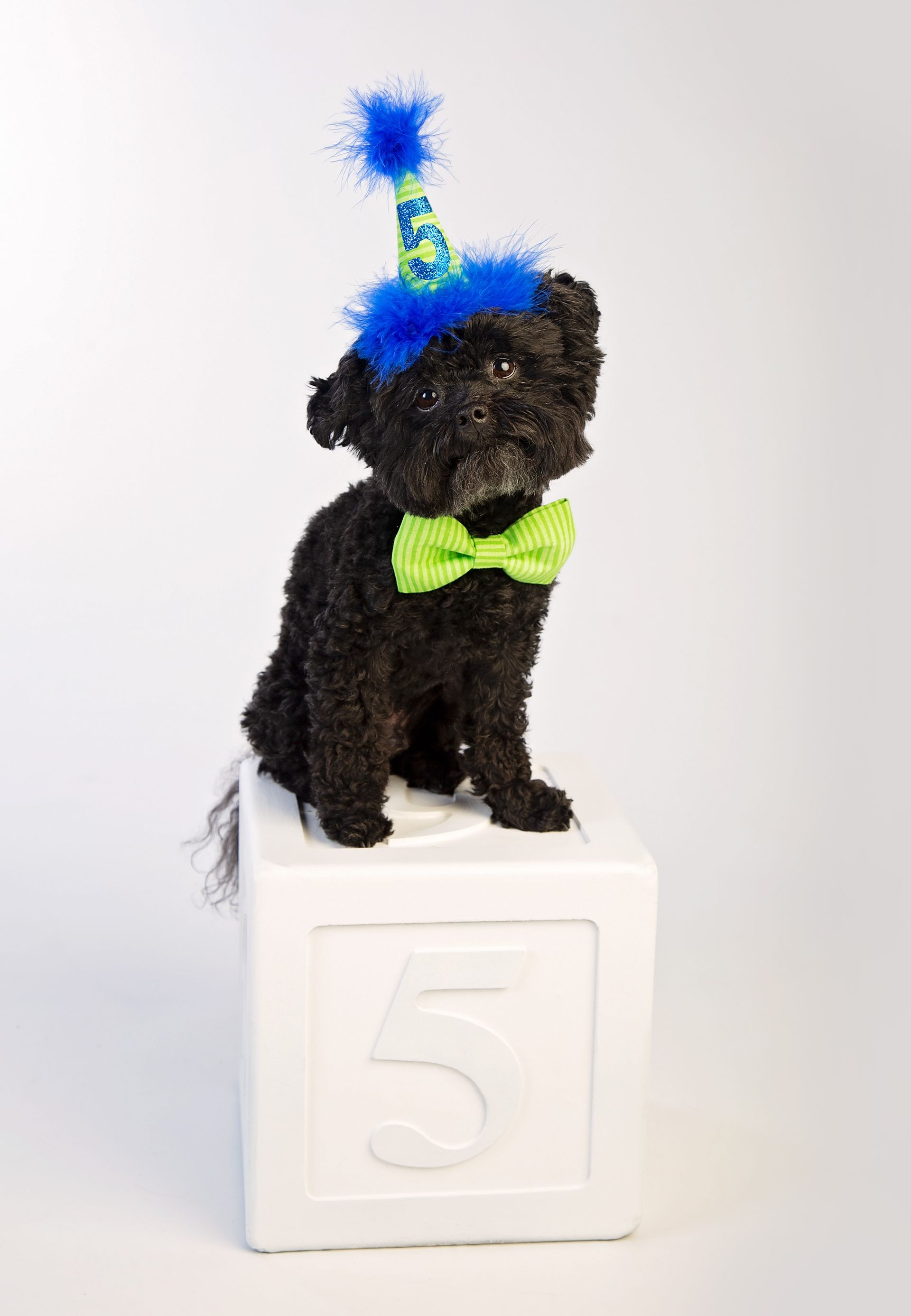 A black dog wearing a party hat and bow tie is sitting on a white block with the number 5 on it.