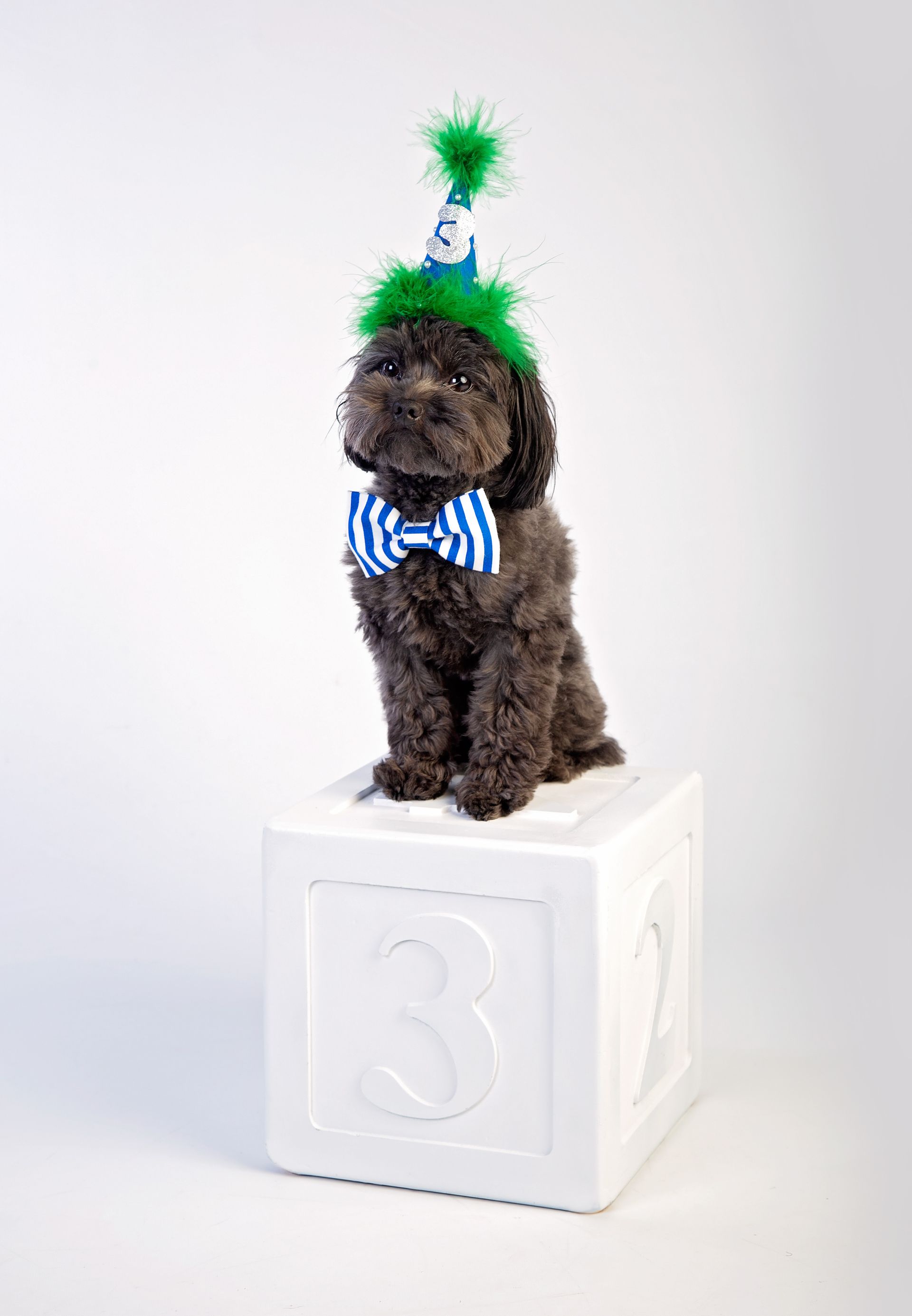 A small dog wearing a birthday hat and bow tie is sitting on a white block with the number 3 on it.
