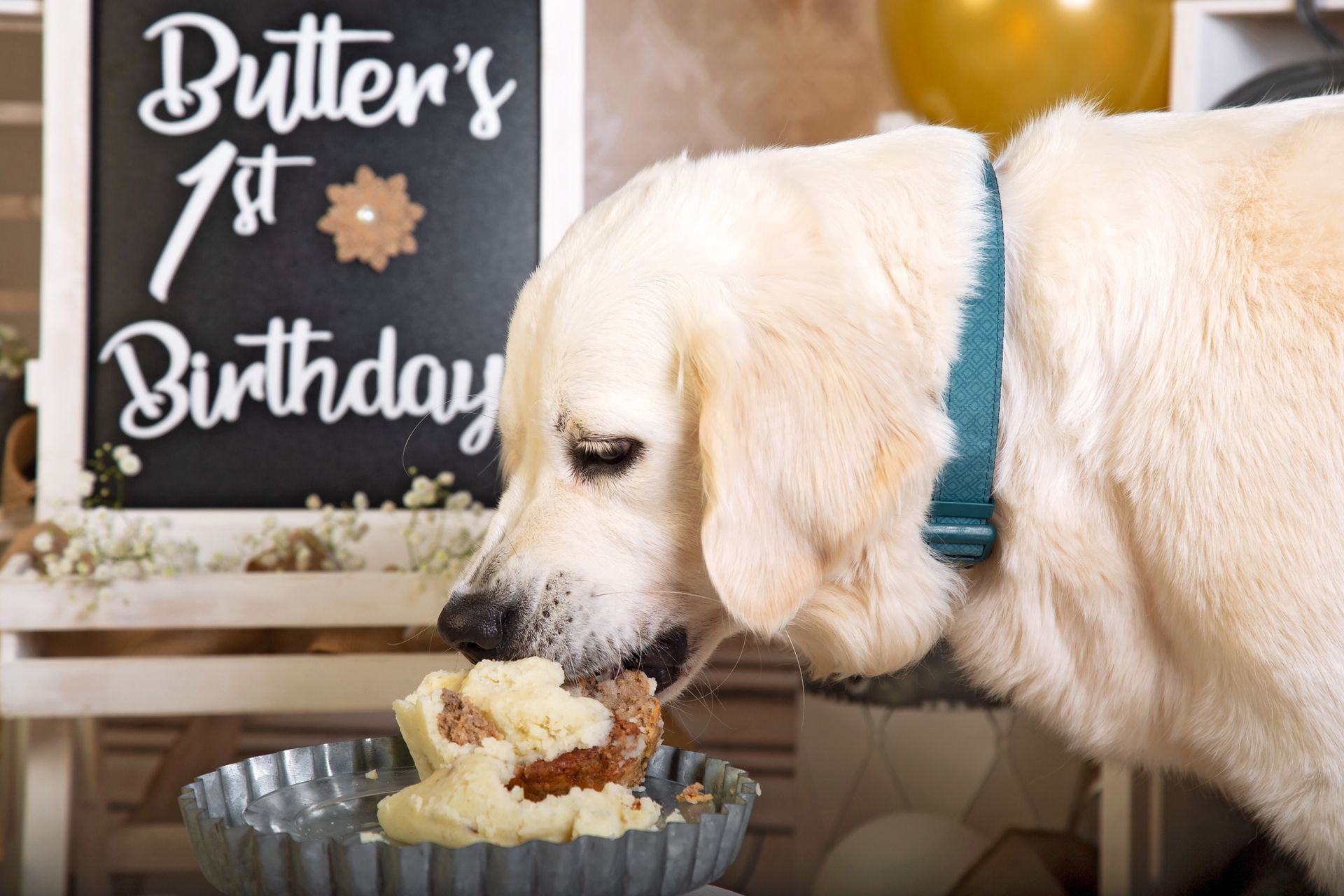 A dog is eating a piece of meat and mashed potato birthday cake.